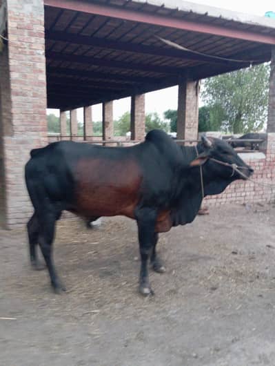 Healthy Qurbani Bulls for Sale