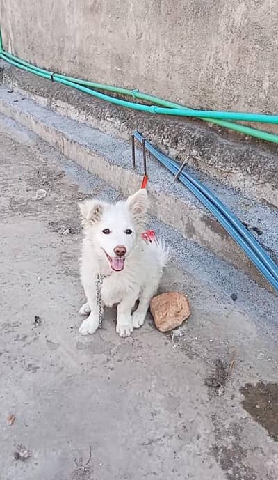 urgent for sale russian dog