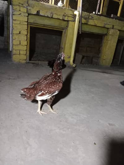 2 aseel female