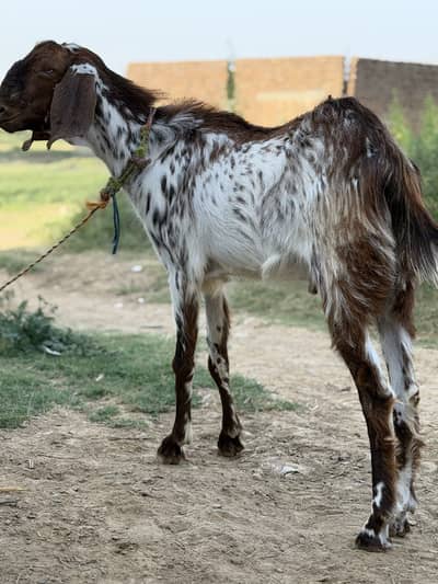 Bakra for sale