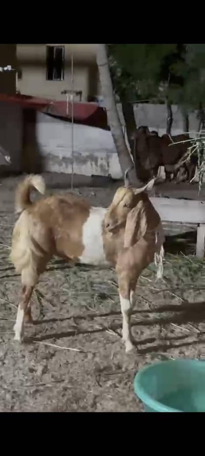 Healthy Vaccinated Bakray For Sale