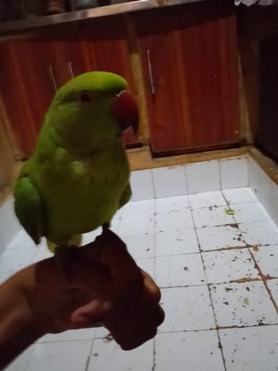 very beautiful parrot