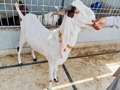 handu Bakra
