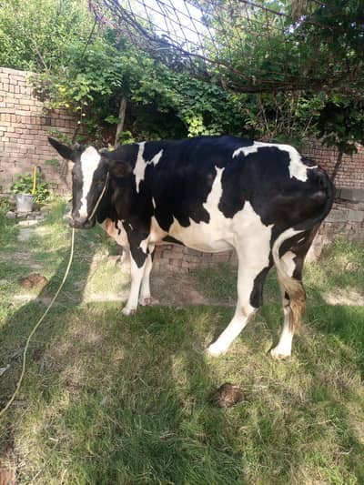 cow for sale