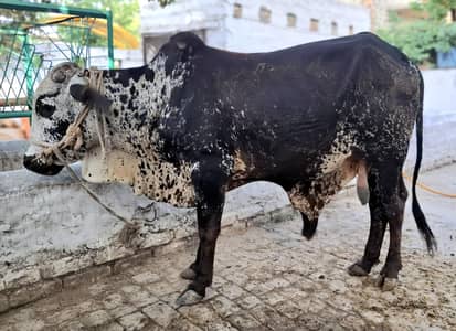 Bulls for Qurbani