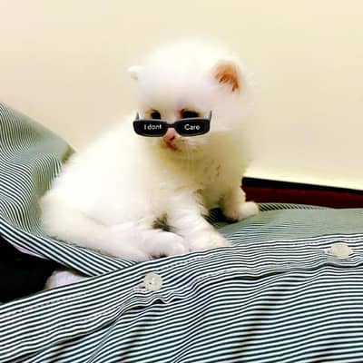triple coat cat babies white colour few baby 10,000
