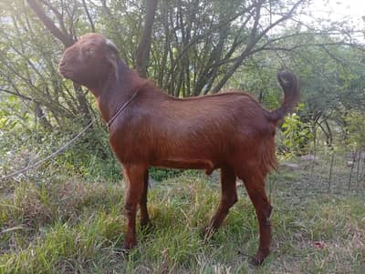 Healthy Desi Pahari Bakra For Sale | Dewormed & Vaccinated