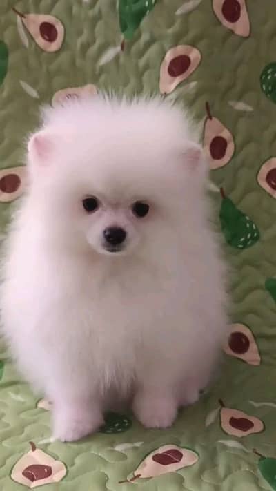 butifull pomeranian male and female dog  for sale