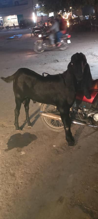 qurbani 2026 . . . whatsapp no 03001100312