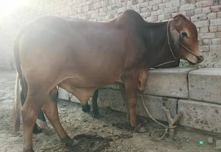 wacha cow