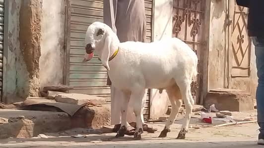 DUMBA FOR QURBANI LARKANA BREED