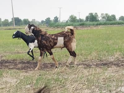 kurbani Wala Bakra