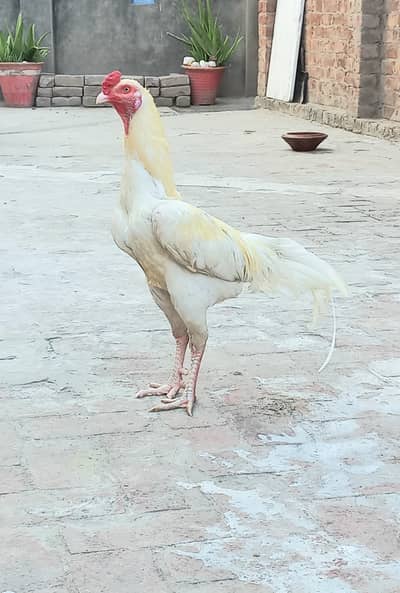 mianwali Herra assel