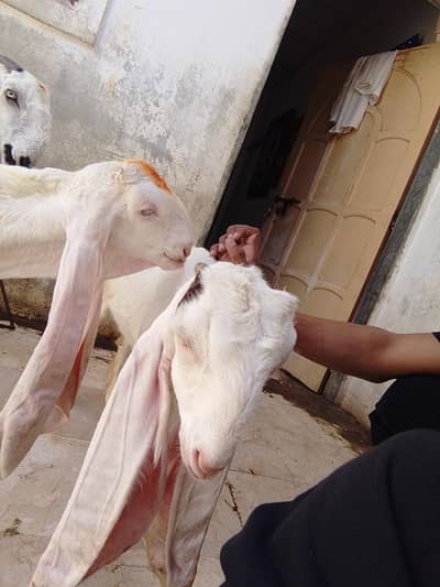 goat gulabi