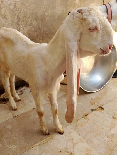 goat gulabi