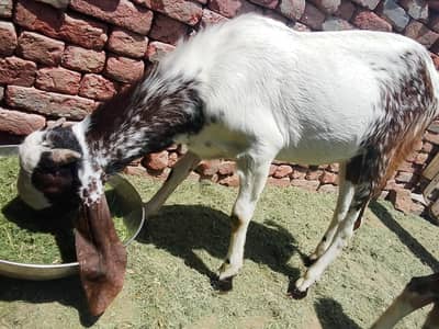 bakre . . or. . bakri urgent sale  03027350122