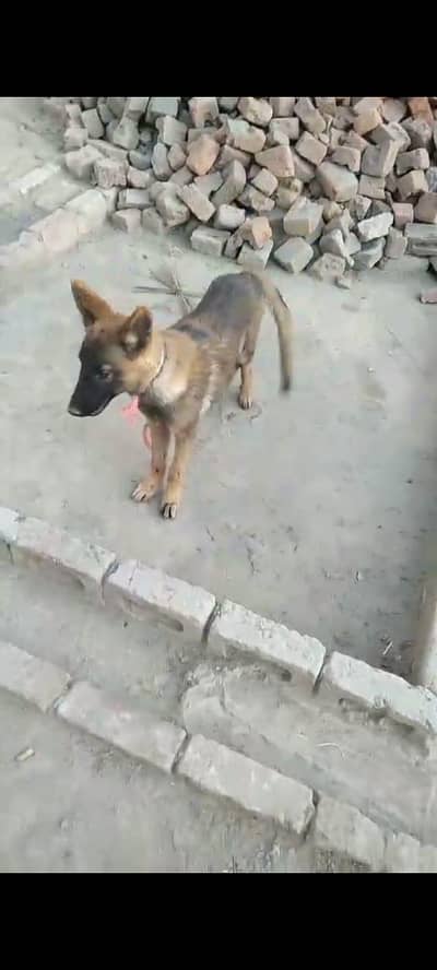 pure Bagyari