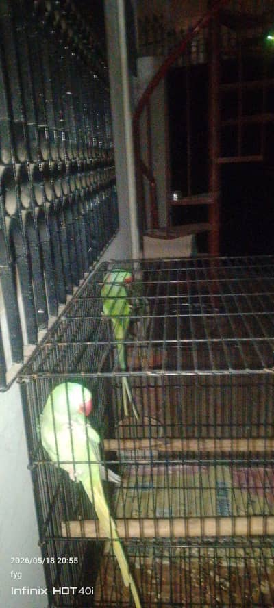 kashmiri parrots pair