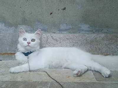 oud eyes Persian triple coat