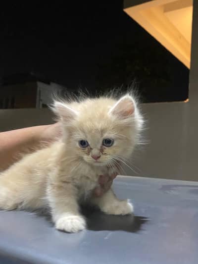 cute 35 days old 4 Persian kittens one male 3 female