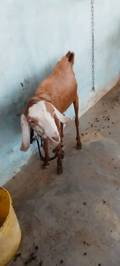 Desi Bakra