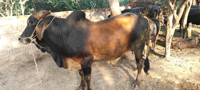 sahiwal washa