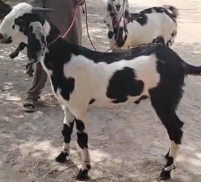 goats for eid
