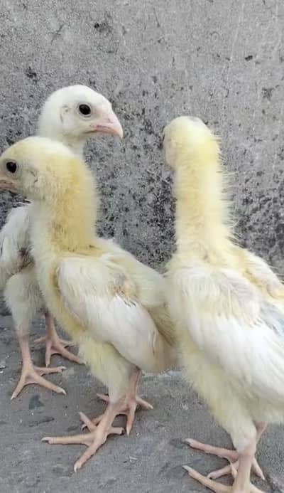 Japanese white shamoo trio