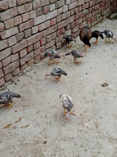 3month pur aseel 5male female chickens price 2000 one