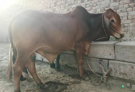 Wacha cow