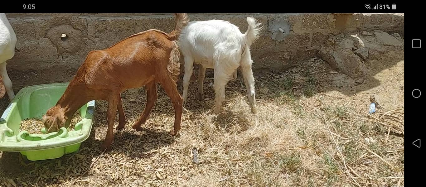 bakra 1