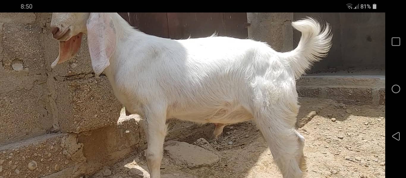 bakra 2