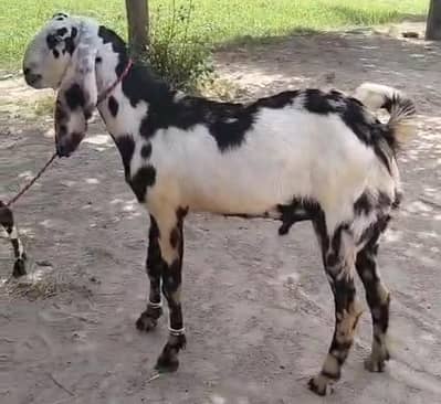 bakra for sale