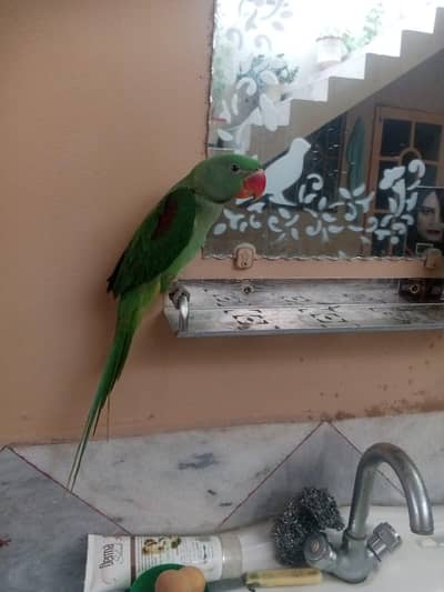 raw parrot