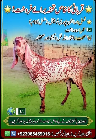 خوبصورت راجن پوری چتکبرا بکرا برائےBeautiful Qurbani Bakra For sale