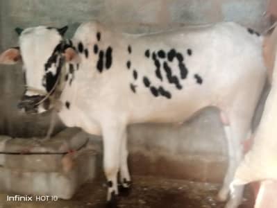 Premium Qurbani Bull Wacha Bachra Qurbani 2026 bull for sale