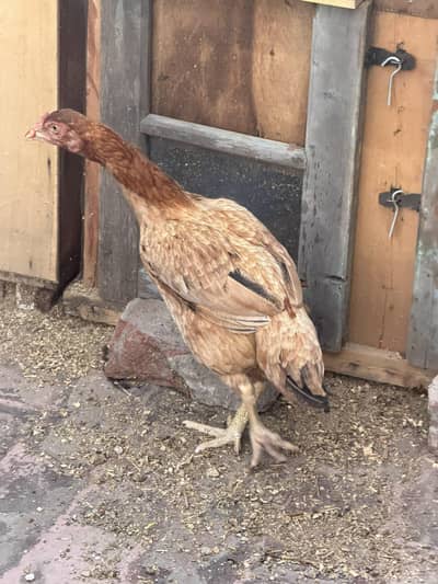 Hens for sale
