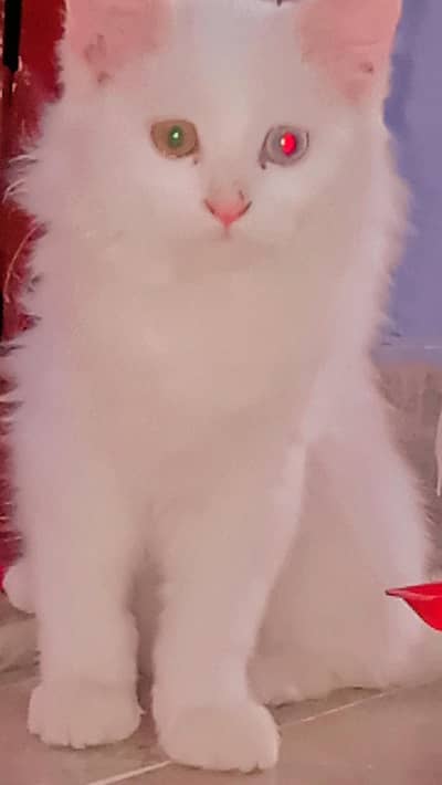 Persian cat urgent sell