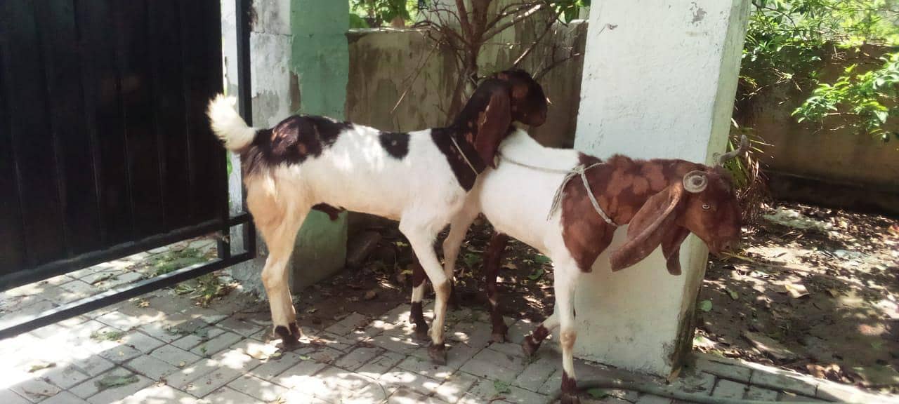 active bakray available 1