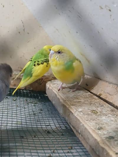 bajri parrot sale price 800 location shara e fahsal nusariy pecsh