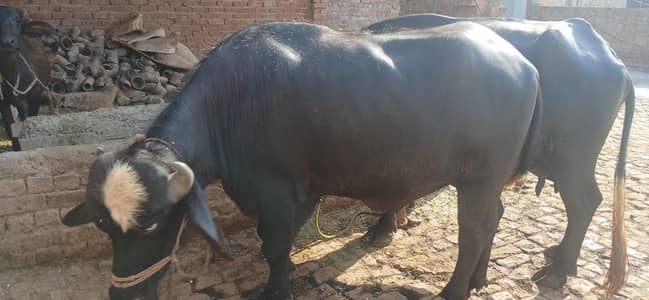 qurbani janwar sale