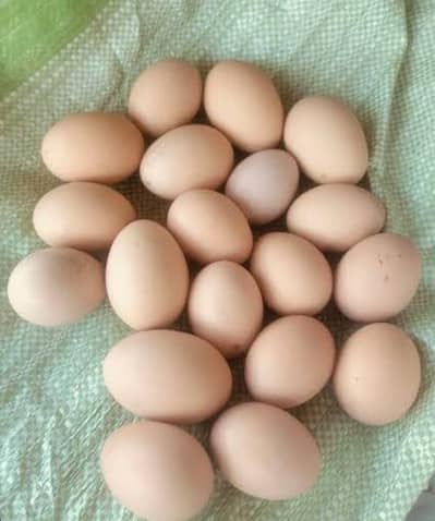 golden buff fertile egg available for sale