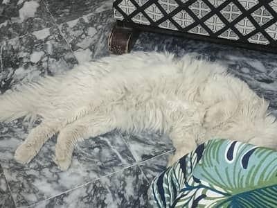 My jojo male cat
