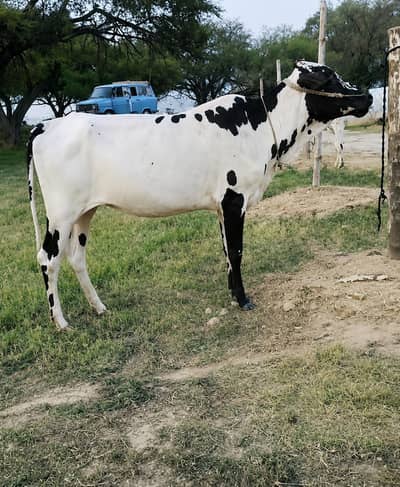 2 Dant beautiful  Weeri for Sale