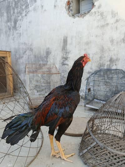 Aseel Mianwali Panus Murga