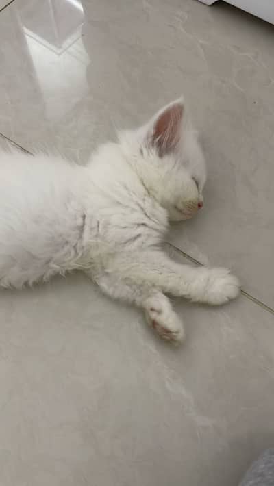 Kitten for sale