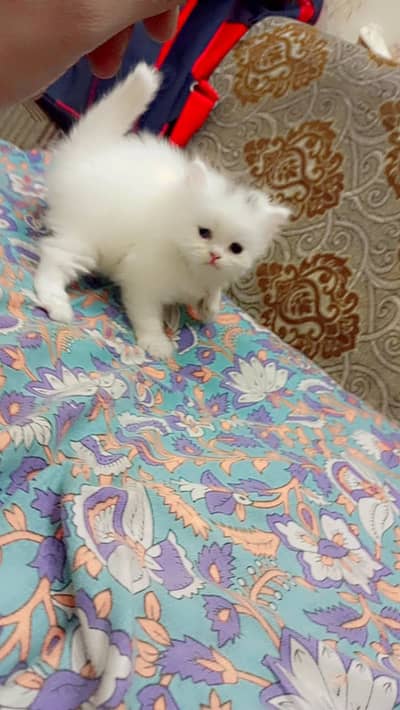 White Triple Coated Persian Kitten pair
