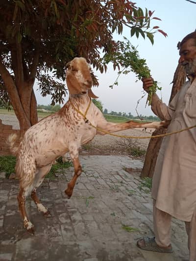 Ghr ka pala howa ha bakr ha
