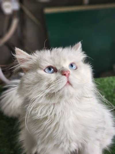 long coat Persian cat with blue eyes and different accessories