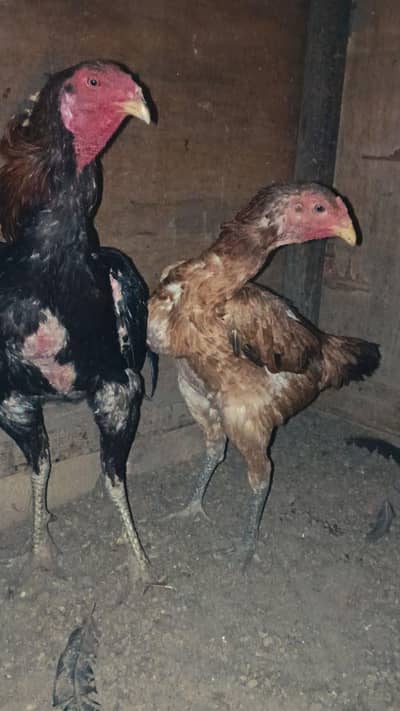 Bermi | Bermi Pair | Bermi Murga | Bermi Murgi | Aseel Murga | Aseel M